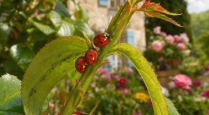 Jardin : si 2 ou 3 coccinelles s’alignent sur la même branche en mai, ne traitez surtout pas avant de savoir ça