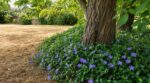 Jardiniers : ne faites plus l’erreur d’arracher cette « mauvaise herbe » au pied des arbres, elle remplace l’arrosoir