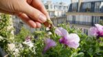 La plupart des jardiniers l’ignorent : ce geste de pépiniériste fait fleurir vos pétunias jusqu’en octobre