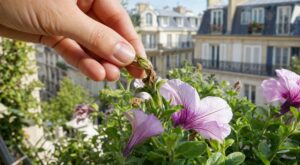La plupart des jardiniers l’ignorent : ce geste de pépiniériste fait fleurir vos pétunias jusqu’en octobre