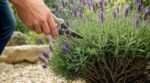 Lavande : cette erreur de taille au printemps peut la condamner en une saison et vous priver de fleurs pour longtemps