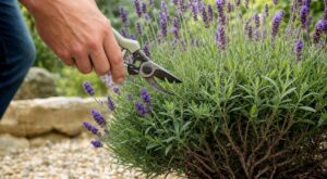 Lavande : cette erreur de taille au printemps peut la condamner en une saison et vous priver de fleurs pour longtemps