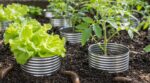 Limaces au potager : ne jetez plus ce déchet en aluminium, 30 secondes suffisent pour sauver vos jeunes plants