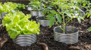 Limaces au potager : ne jetez plus ce déchet en aluminium, 30 secondes suffisent pour sauver vos jeunes plants
