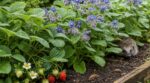 Limaces dans vos fraisiers : plantez maintenant cette plante bleue qui les fera disparaître tout l’été