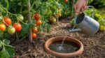 Long week-end et 30 °C annoncés : les jardiniers enterrent ce vieux pot près des tomates pour ne pas tout perdre