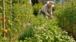 Ma grand-mère semait ces 5 herbes entre ses tomates : jardin sans mildiou, tisanes à gogo, adieu pharmacie