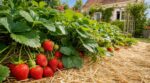 Mettez cette protection au bon moment sur vos fraisiers : des fruits deux fois plus gros même en pleine canicule