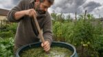 Mildiou sur les tomates : arrêtez le purin d’ortie, cette mauvaise herbe de fossé que nos grands-parents utilisaient