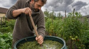 Mildiou sur les tomates : arrêtez le purin d’ortie, cette mauvaise herbe de fossé que nos grands-parents utilisaient