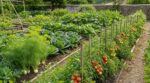 Ne faites plus cette erreur avec vos tomates : l’emplacement que les anciens évitaient peut tuer vos autres légumes