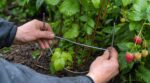 Ne jetez plus cet accessoire de penderie : les jardiniers l’utilisent pour sauver leurs framboisiers après la pluie