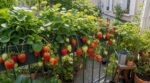 Ne plantez pas vos fraises avant d&rsquo;avoir vu ces 3 variétés ultra faciles pour une récolte dès cet été au jardin