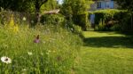 Ne tondez plus tout : ce coin laissé sauvage jusqu’en juillet fait au jardin ce qu’aucun traitement ne peut offrir