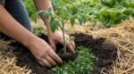 Ni compost ni fumier : ce geste en mai ruine 1 récolte de tomates sur 3, voici la plante piquante des experts