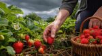 Orage annoncé : ce geste de 2 minutes sur vos fraisiers évite les fraises gorgées d’eau et sans parfum au frigo