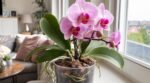 Orchidée papillon : ces gestes simples que tout le monde oublie et qui prolongent vraiment la floraison