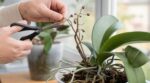 Orchidées : cette erreur de taille après floraison bloque les fleurs, voici le bon geste selon l&rsquo;espèce