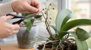 Orchidées : cette erreur de taille après floraison bloque les fleurs, voici le bon geste selon l&rsquo;espèce