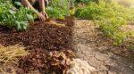 Paillage : cette erreur que presque tous les jardiniers font encore et qui condamne leurs massifs dès juillet