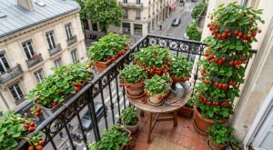 Petit balcon : ces 4 variétés de fraises vont vous couvrir de récoltes tout l’été sans presque rien faire