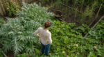 Petit potager : ces 8 légumes stars de mai qui vous volent des m² pour presque aucune récolte