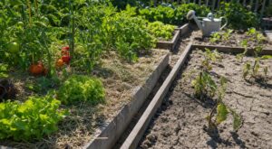 Potager assoiffé ? Ce mélange de paillis en 10 cm sauve vos tomates, réduit les arrosages et évite une grosse erreur