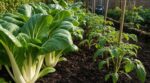 Potager : ce légume asiatique se récolte avant vos tomates et remplit vos assiettes en mai, si vous évitez cette erreur