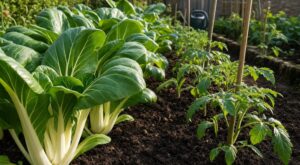 Potager : ce légume asiatique se récolte avant vos tomates et remplit vos assiettes en mai, si vous évitez cette erreur