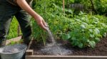 Potager : ce résidu de cheminée booste vos tomates, mais cette erreur courante peut ruiner toute votre terre