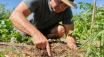 Potager en été : cette erreur d’arrosage qui fait gaspiller la moitié de l’eau, révélée par un test à 5 cm