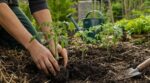 Potager en mai : ces gestes de plantation méconnus à faire absolument pour des plants sans stress et un sol vivant