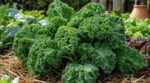 Potager paresseux : ce légume increvable supporte canicule et gel, plantez-le sous paillage et oubliez-le