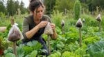 Potager ravagé : cette jardinière utilise ce déchet du coiffeur pour tenir lapins et sangliers à distance