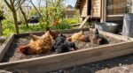 Poules qui se déplument : en 2026, ce dispositif gratuit adopté par les éleveurs évite l’enfer des parasites