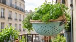 Racines noyées sur le balcon : ce simple ustensile de cuisine troué peut sauver toutes vos plantes en pot