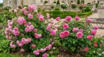 Rosier ancien ou rosier anglais : cette confusion fréquente ruine vos floraisons, faites enfin le bon choix