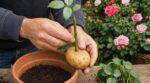 Rosiers : ce légume du placard et une simple bouture évitent de payer 30 € le plant, si vous évitez cette erreur