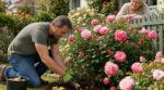 Rosiers qui boudent : ne jetez plus ce déchet de cuisine, enterré au pied des massifs il change tout en une saison