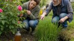 Rosiers tachés : cette mauvaise herbe sous vos pieds les sauve sans un centime ni produits chimiques