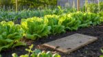 Salade du potager : cette date fatidique à partir de laquelle de plus en plus de jardiniers refusent de cueillir
