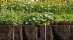 Si vous avez des tournesols au potager, ne les mettez plus ici : grattez la terre, vos légumes vous diront merci