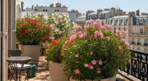 Terrasse plein sud : cette plante est la seule que les pépiniéristes conseillent quand tout crame chez vous
