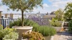 Terrasse plein sud qui grille tout ? Ces plantes increvables supportent la canicule même sans arrosage