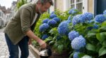 Tes hortensias restent roses ? Ce reste de boisson du matin que tu jettes peut les rendre bleu électrique