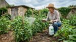 Tomates au potager : ce simple geste avec du lait stoppe le mildiou sans produits chimiques, mais à une condition