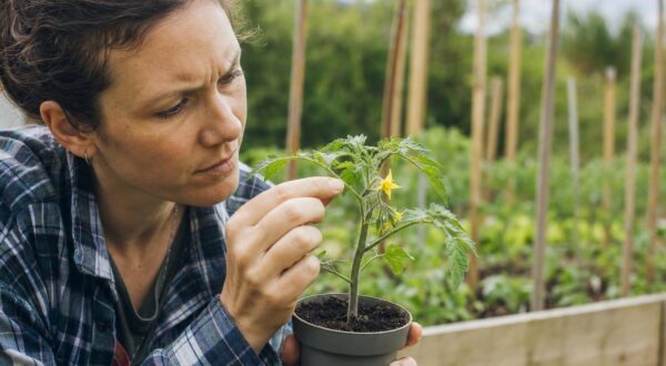Tomates au potager : cette erreur avec les premières fleurs peut ruiner toute votre récolte