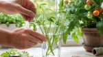 Tomates : avant de jeter vos gourmands, ce geste tout bête peut vous offrir jusqu’à 15 plants gratuits