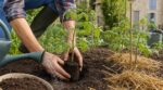 Tomates : ce geste à la plantation au printemps pour arroser 2 fois moins et éviter la galère d’été