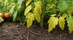 Tomates : cette astuce de grand-mère avec du métal rouillé fait croire à une récolte idéale mais tue vos plants